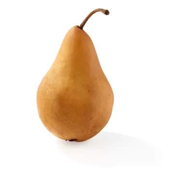 Bosc pear