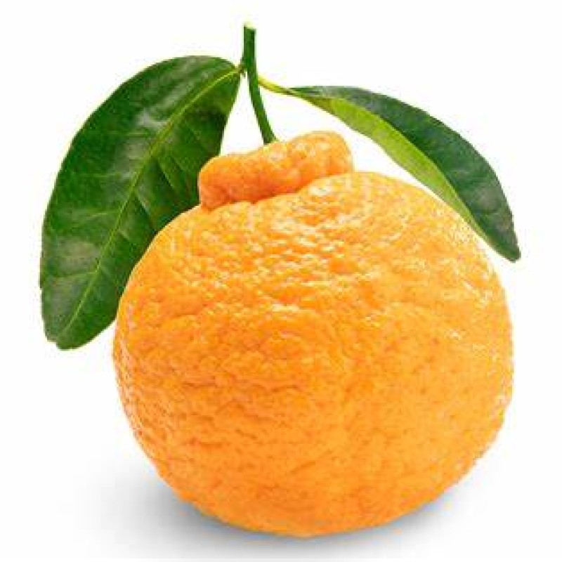 Sumo Mandarin