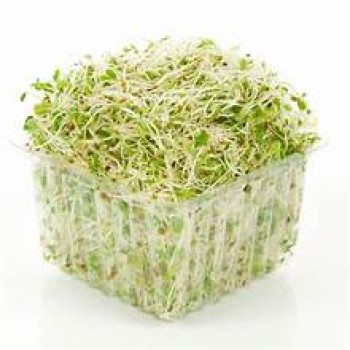 Alfalfa Sprouts Alfalfa Sprouts