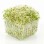 Alfalfa Sprouts