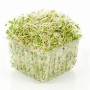 Alfalfa Sprouts Alfalfa Sprouts