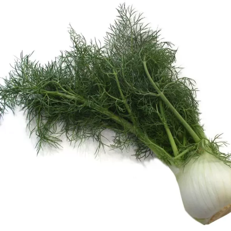 Anise Anise