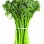 Broccolini