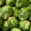 Brussel Sprout 1LB