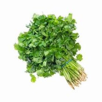 Cilantro Cilantro