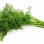 Dill