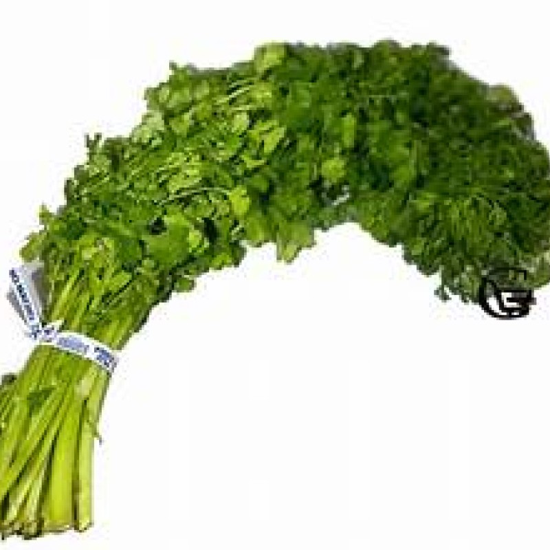 Cilantro Macho Cilantro Macho