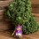 Organic Kale 1LB
