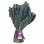 Organic Tuscan Kale 1LB