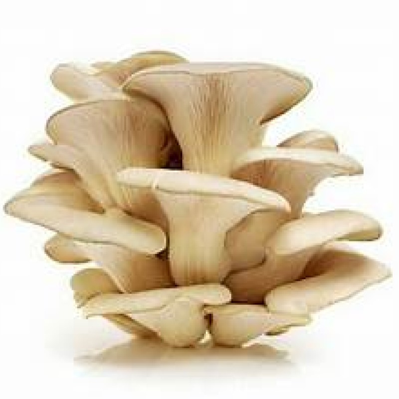 Oyster Mushroom 1LB Oyster Mushroom 1LB