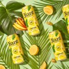 Jiant Hard Kombucha Citrus Safari Jiant Hard Kombucha Citrus Safari