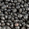 Shiloh Farms Organic Black Lentil