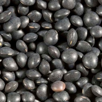 Shiloh Farms Organic Black Lentil