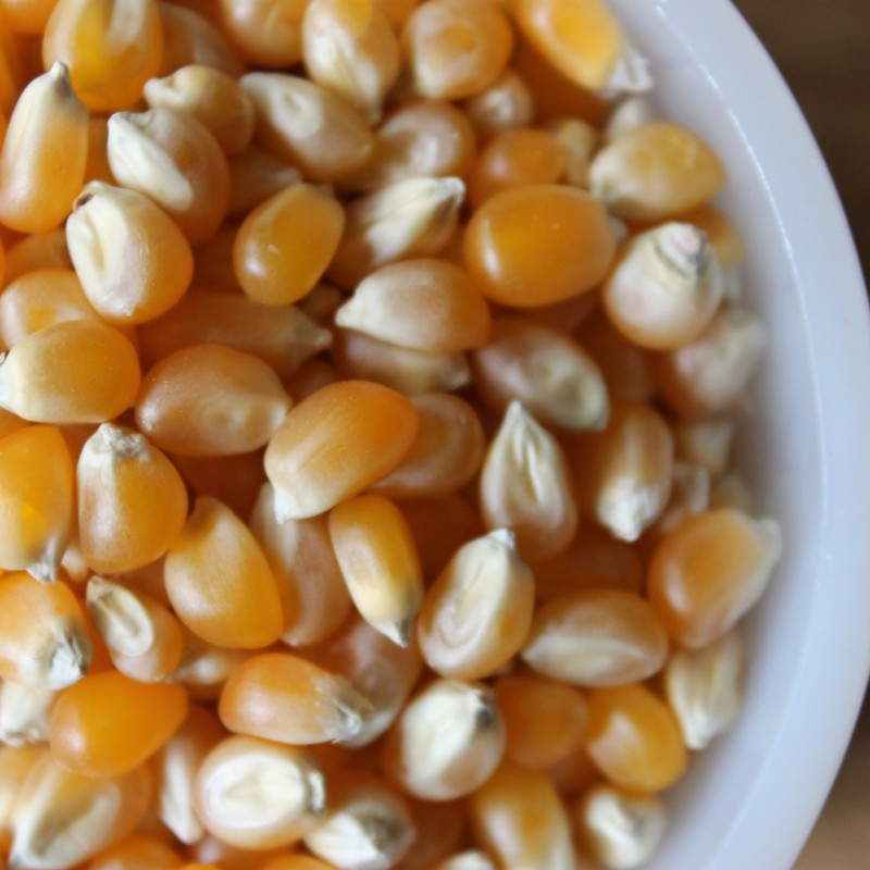 Shiloh Farms Yellow Popcorn