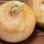 Vidalia Onion 1LB